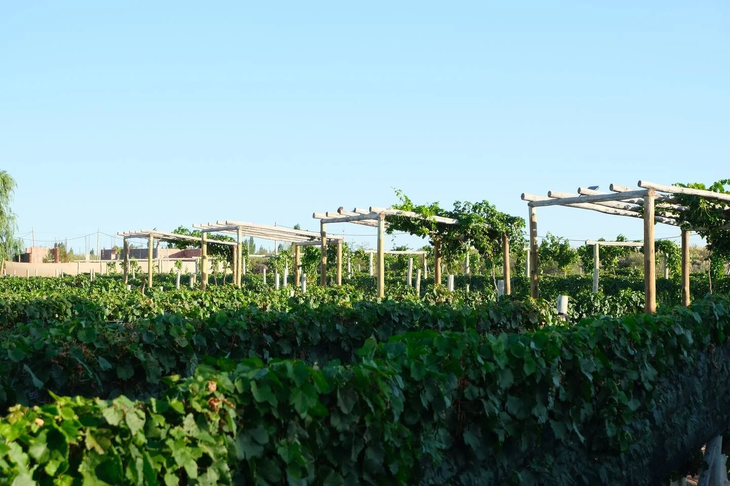 Viñedo con vides sostenidas por espalderas de madera, bajo un cielo despejado.